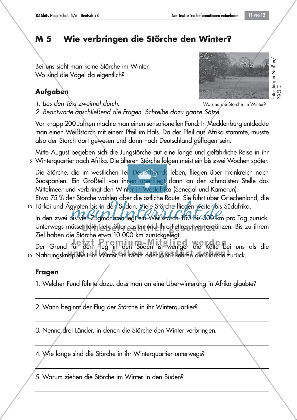 Aus Sachtexten Informationen entnehmen: Text und Fragen zum Thema "Der Weißstorch" Preview 1