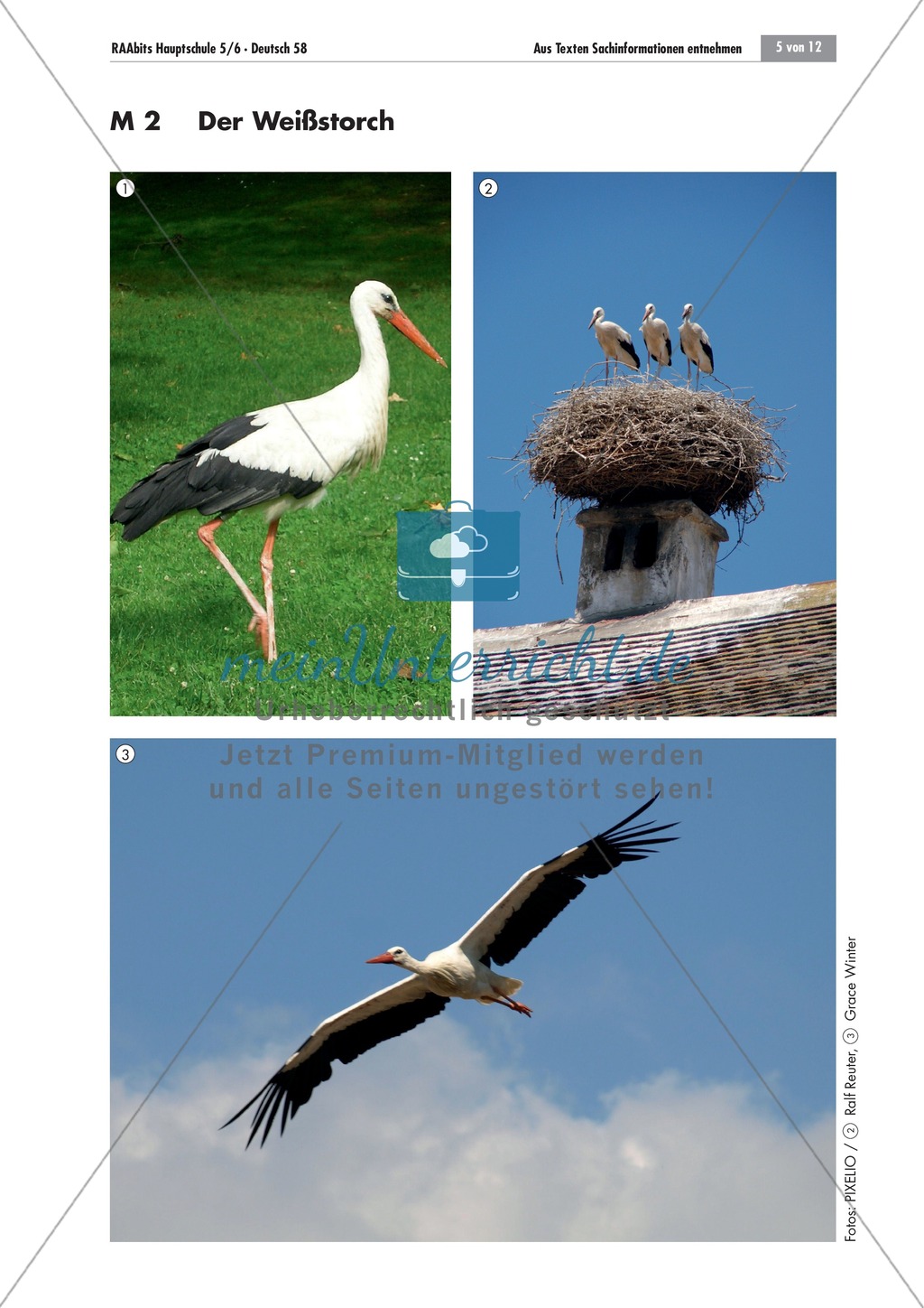 Der Weißstorch - Tiere beschreiben Preview 3