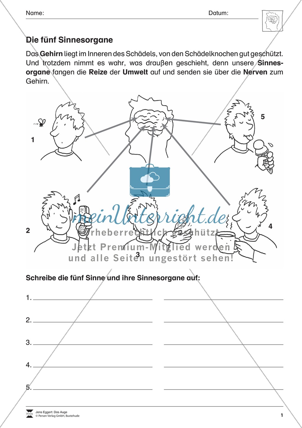 Einführung zu den Sinnesorganen mit Versuchen Preview 1
