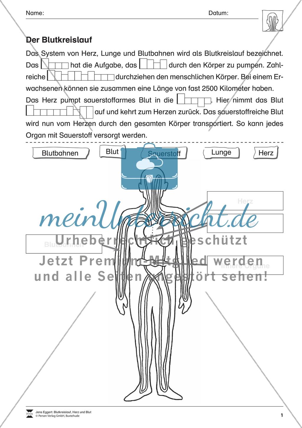 Blutkreislauf, Herz und Blut Preview 2
