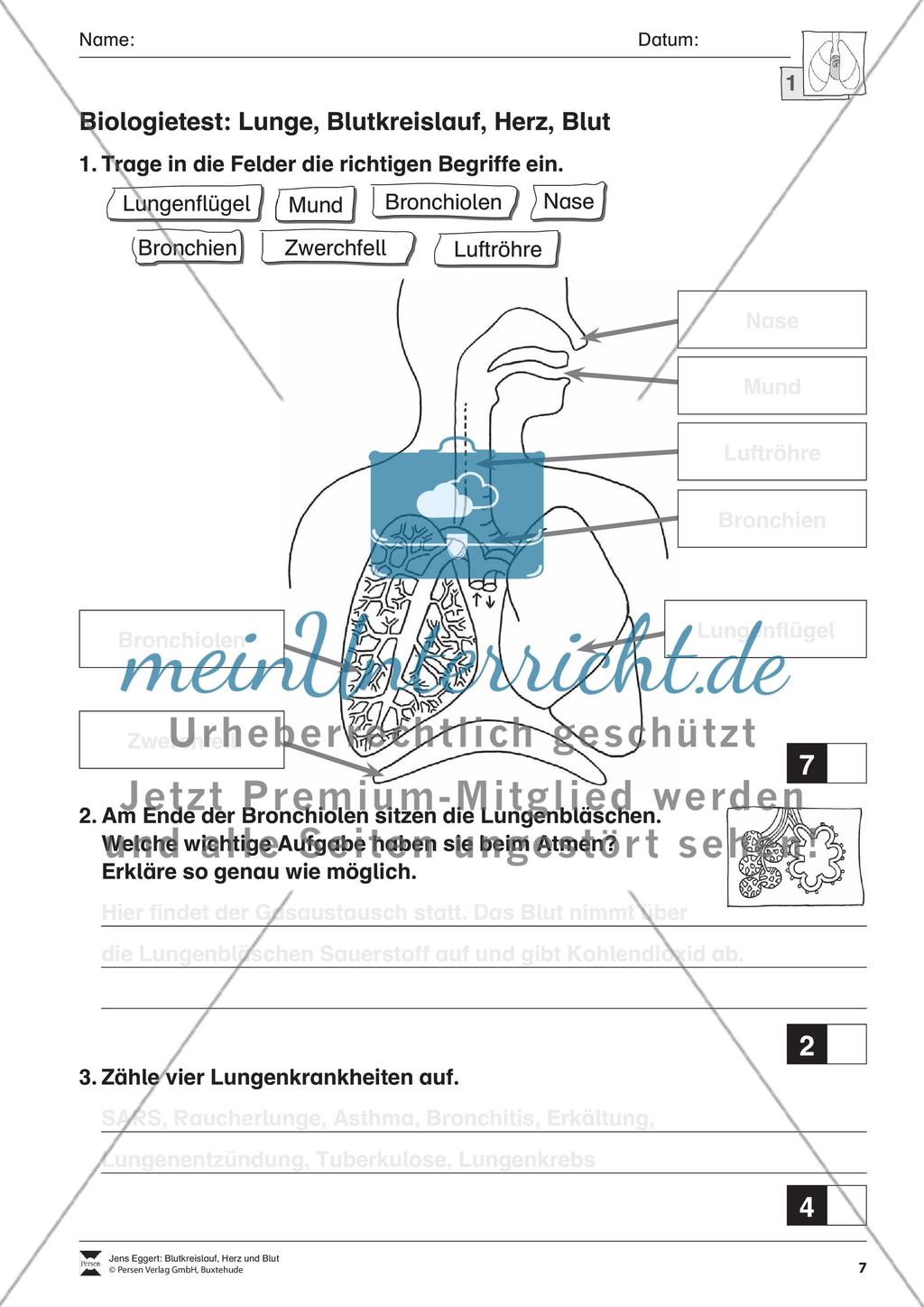 Blutkreislauf, Herz und Blut Preview 8