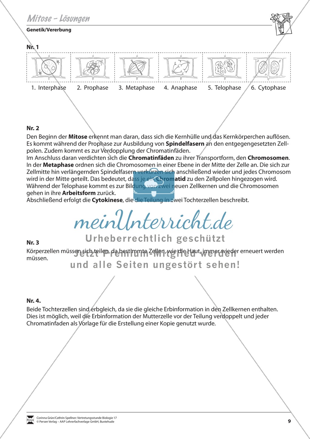 Die Mitose Preview 3