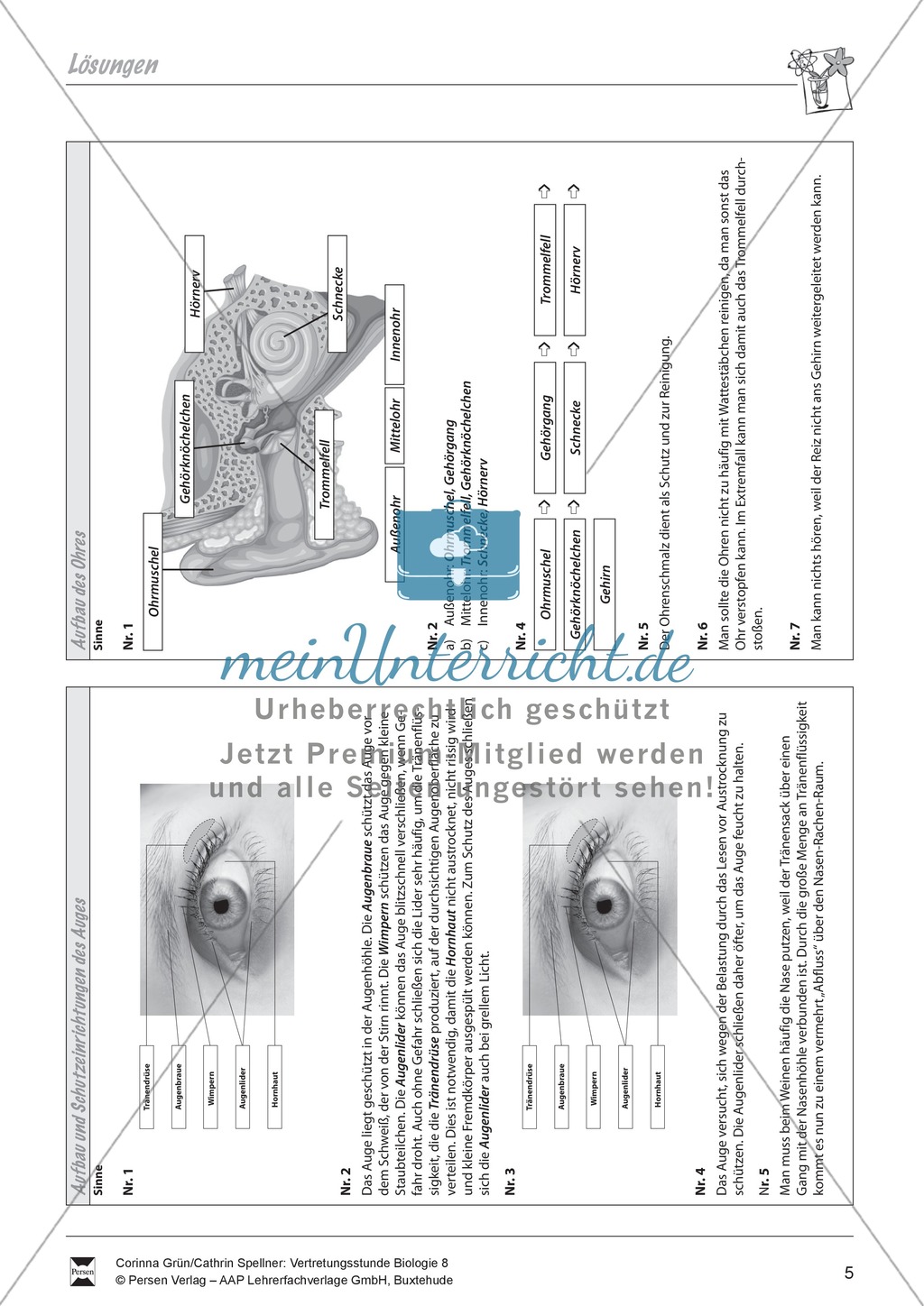 Aufbau des Ohres Preview 3