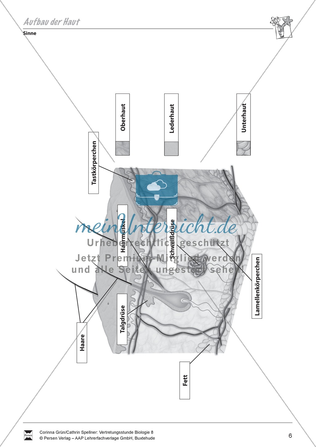 Aufbau der Haut Preview 1