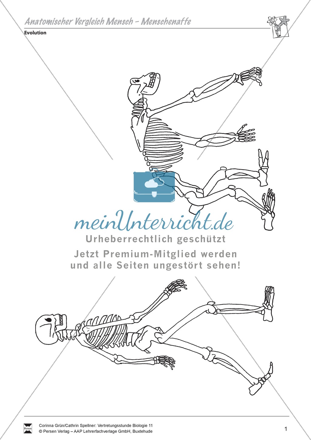Anatomische Vergleich von Mensch und Menschenaffe Preview 1