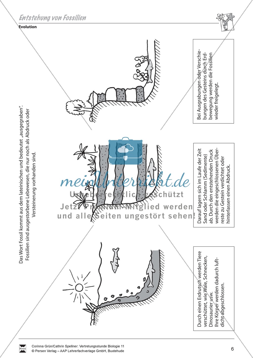 Die Entsethung von Fossilien Preview 1