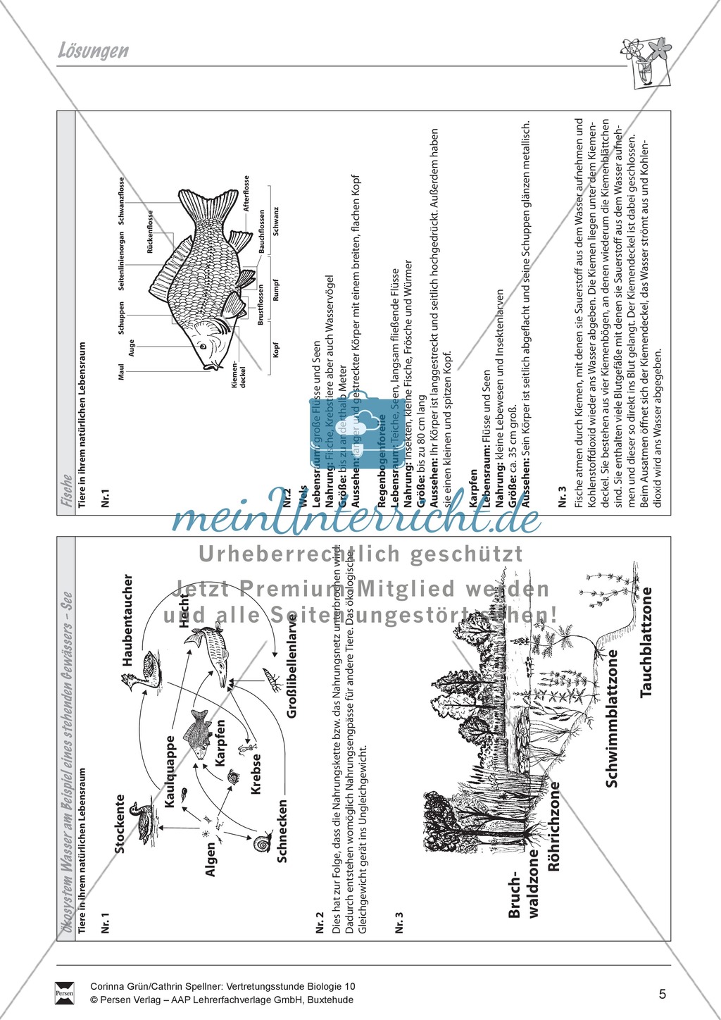 Ökosystem Wasser am Beispiel eines stehenden Gewässers- See Preview 3