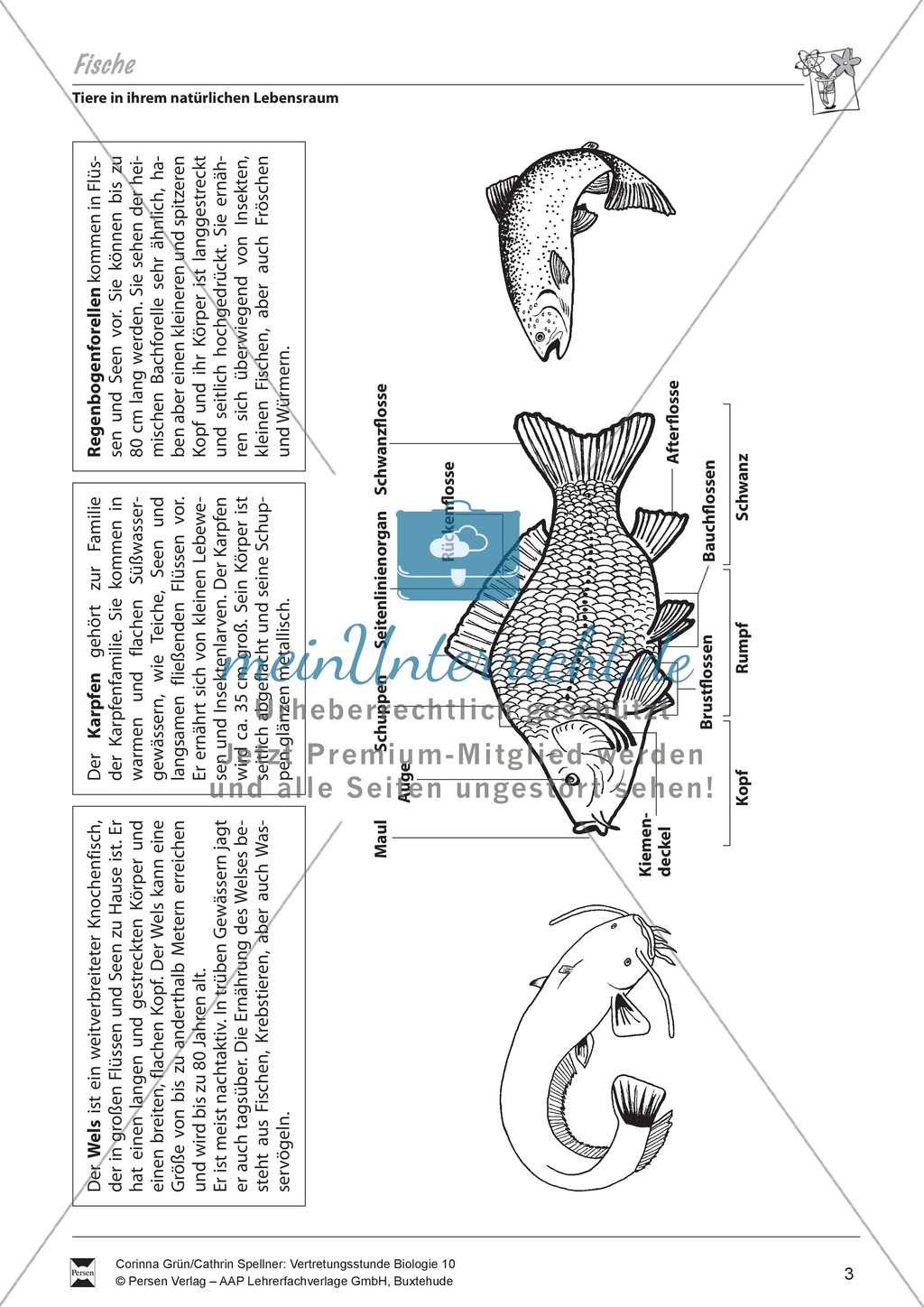 Fische Preview 1