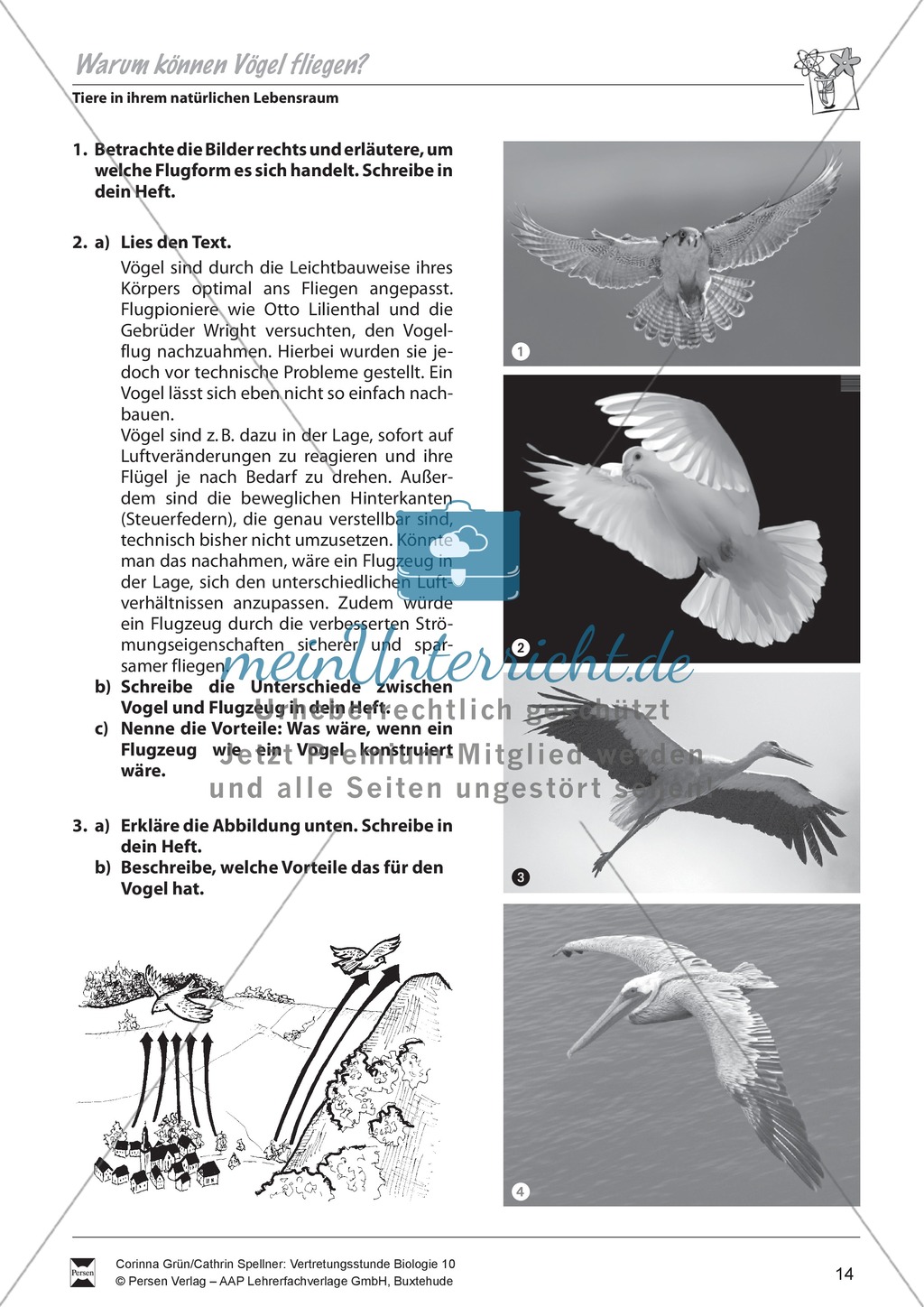 Vögel Preview 4