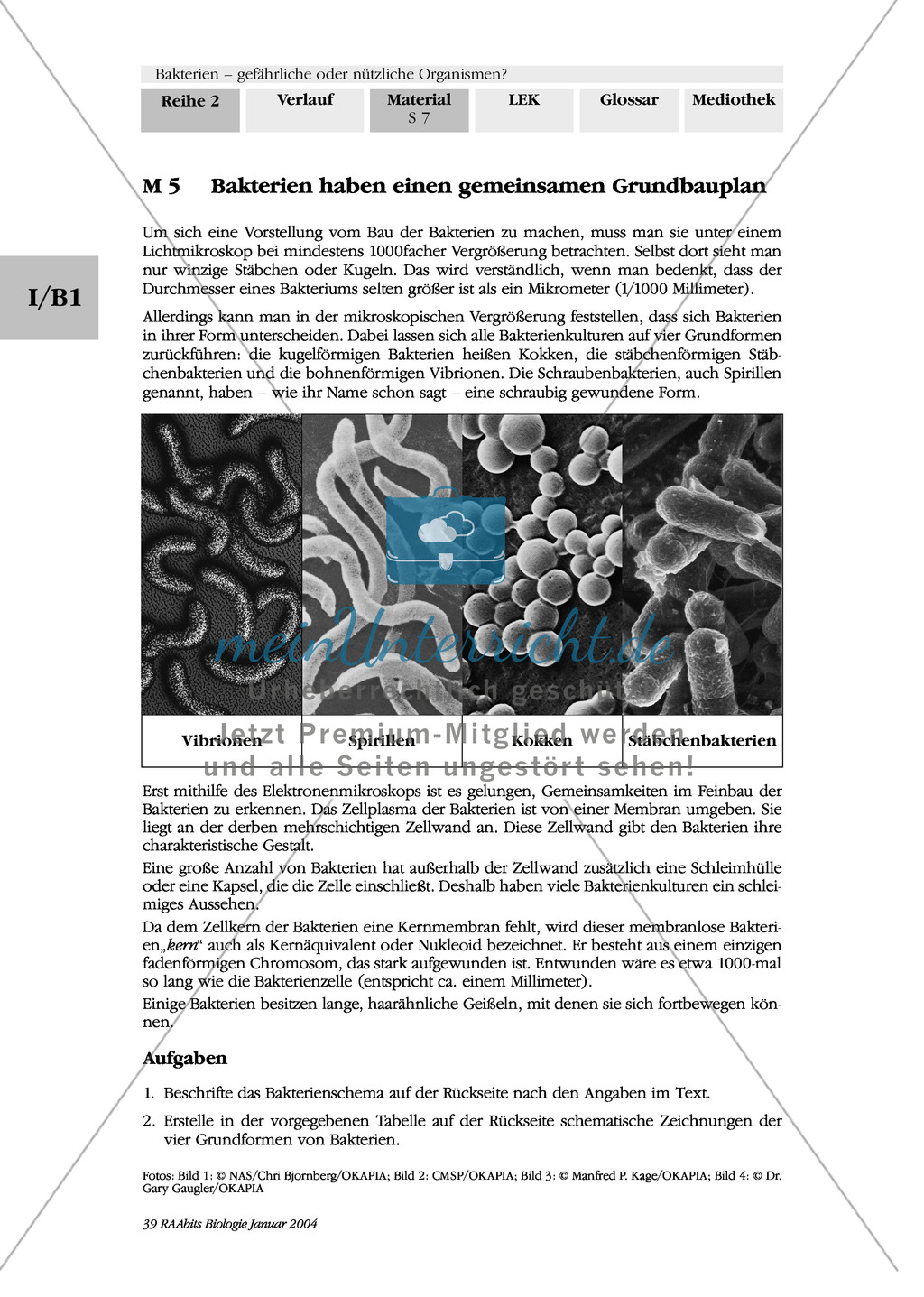 Bakterien: Grundbauplan und Vermehrung: Text, Zeichnung, Diagramm Preview 1