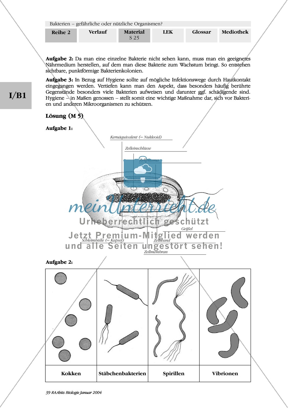Bakterien: Grundbauplan und Vermehrung: Text, Zeichnung, Diagramm Preview 4