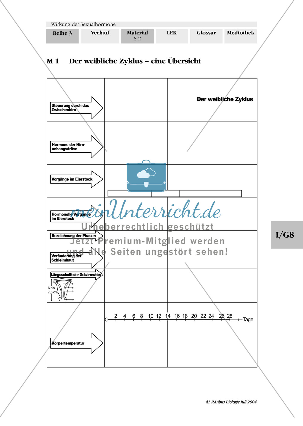 Wirkung der Sexualhormone: Progesteron + Antibabypille + männliche Hormone Preview 1