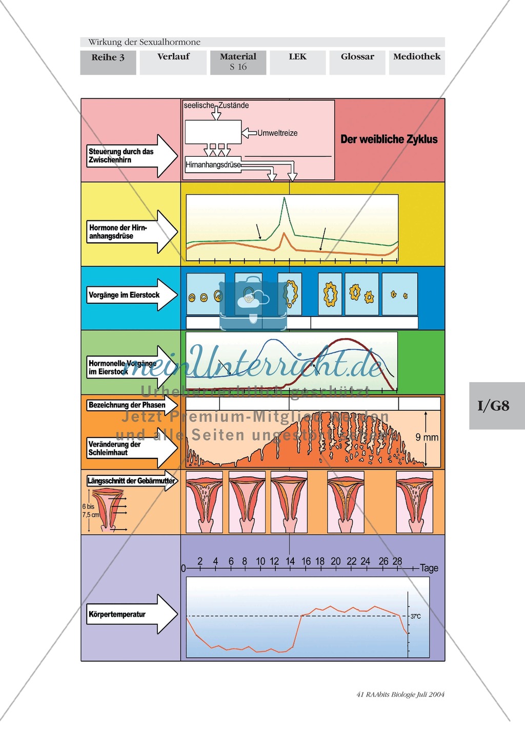 Wirkung der Sexualhormone: Progesteron + Antibabypille + männliche Hormone Preview 8