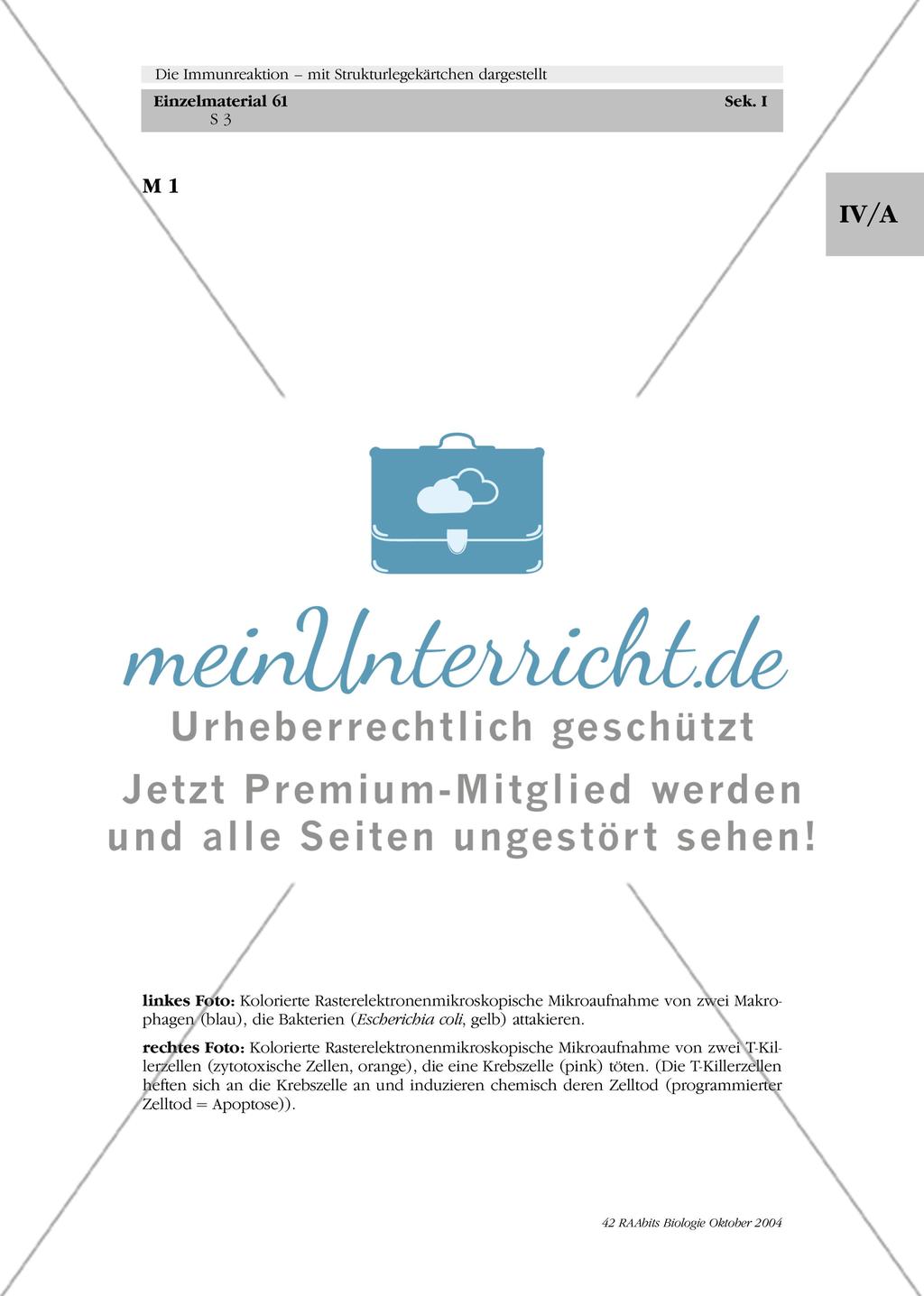 Die Immunreaktion – mit Strukturlegekärtchen dargestellt Preview 3