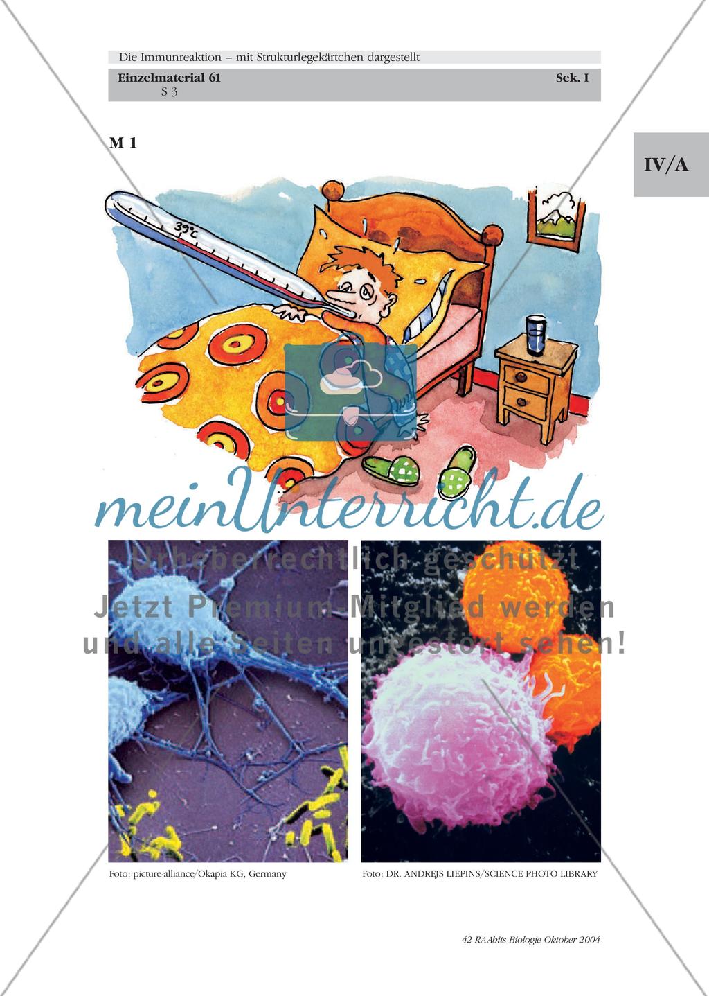 Die Immunreaktion – mit Strukturlegekärtchen dargestellt Preview 4