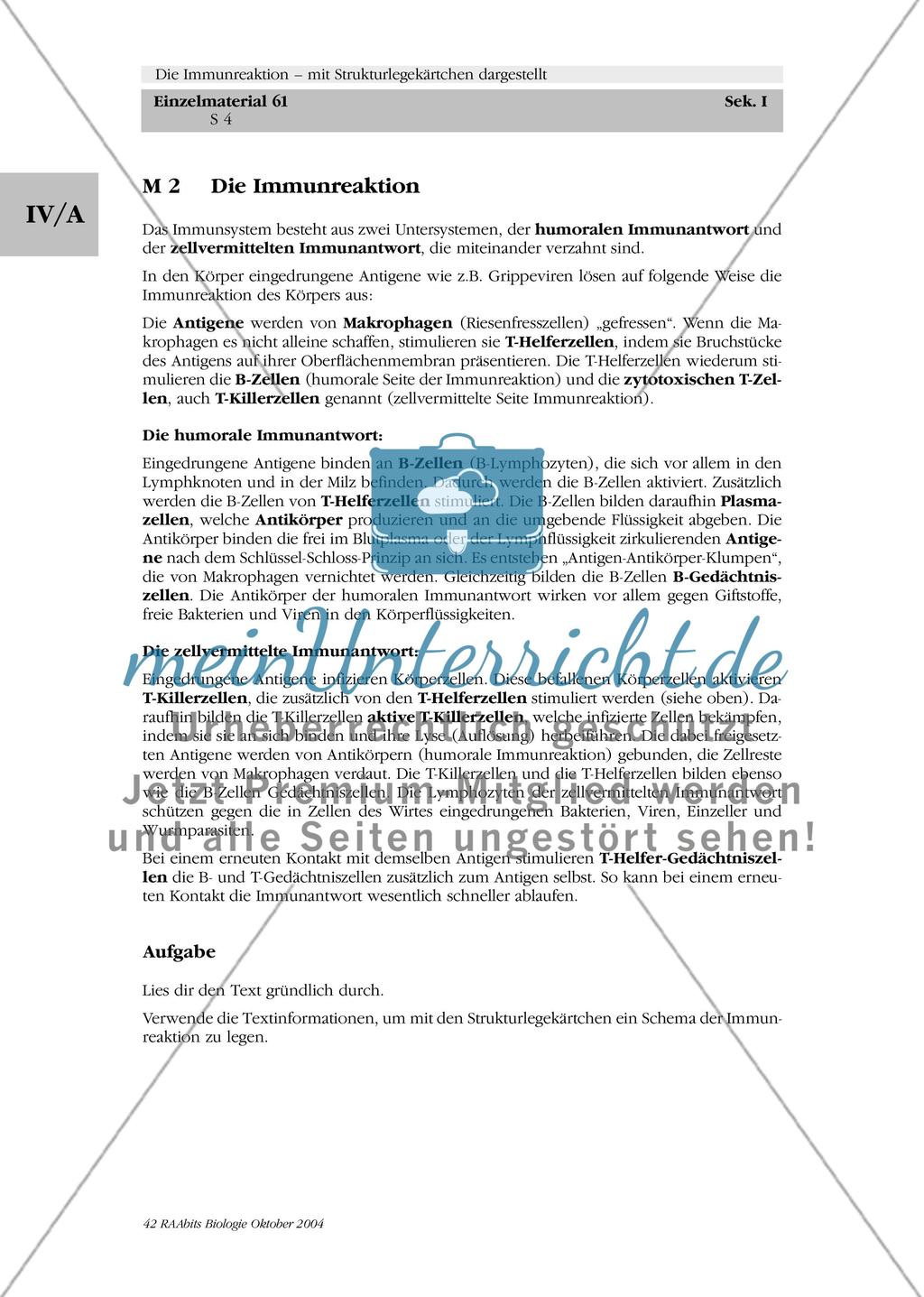 Die Immunreaktion – mit Strukturlegekärtchen dargestellt Preview 5