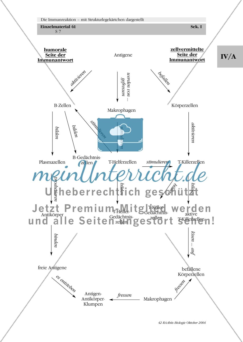 Die Immunreaktion – mit Strukturlegekärtchen dargestellt Preview 8