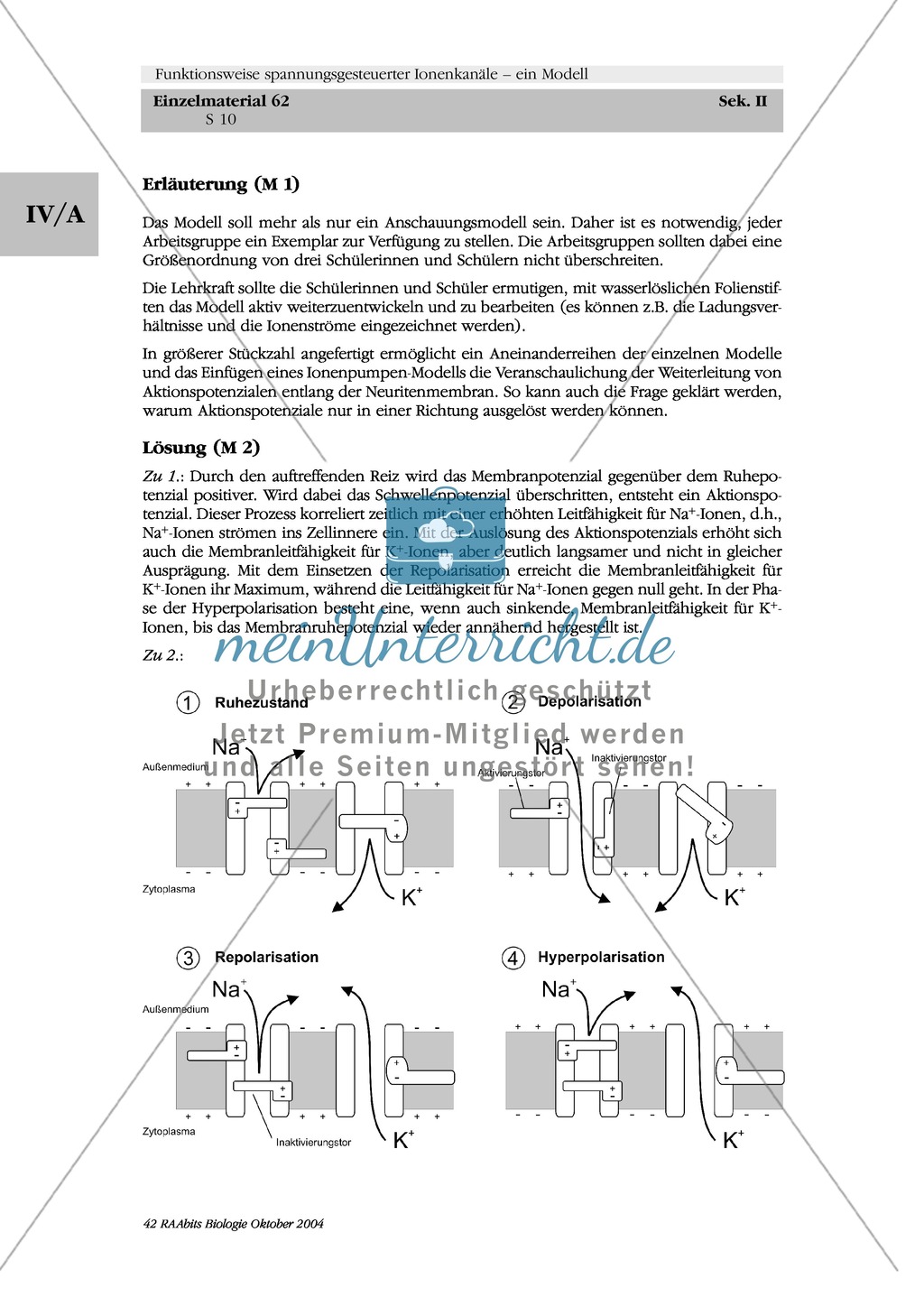 Struktur und Funktion spannungsgesteuerter Ionenkanäle bei der Ausbildung eines Aktionspotenzials in Einzel- und Gruppenarbeit beschreiben Preview 3