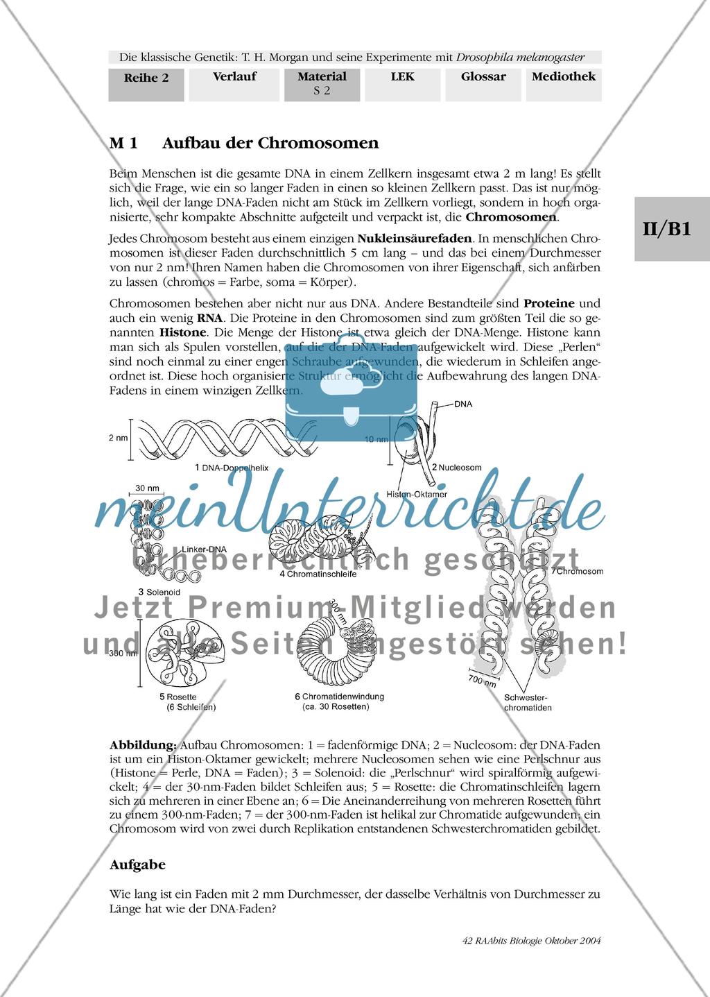 Der Bau der Chromosomen Preview 1
