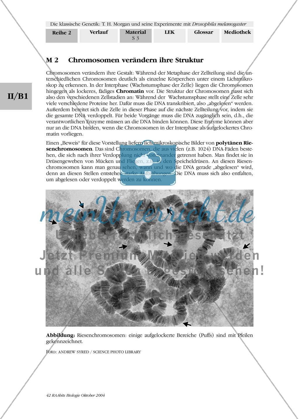 Der Bau der Chromosomen Preview 2