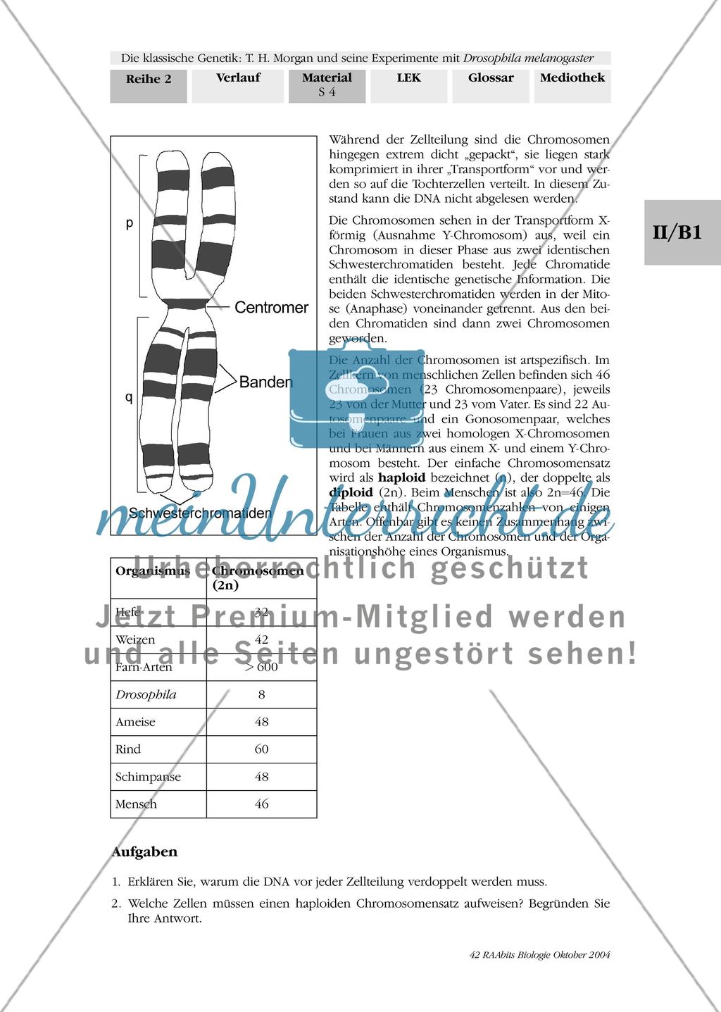Der Bau der Chromosomen Preview 3