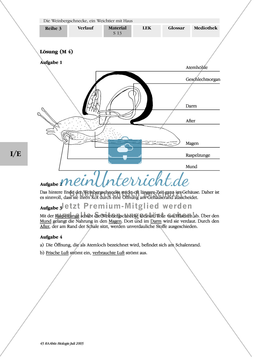 Nahrungsaufnahme und Atmung bei der Weinbergschnecke: Beschriften, Lückentext Preview 3