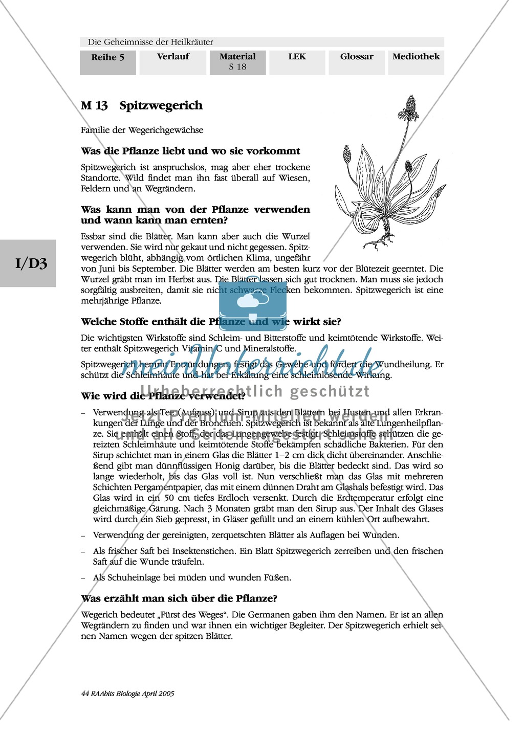 Heilpflanzenportraits: Gruppenarbeit, Texte, Ringelblume, Spitzwegerich, Kapuzinerkresse, Minze, Borretsch Preview 5
