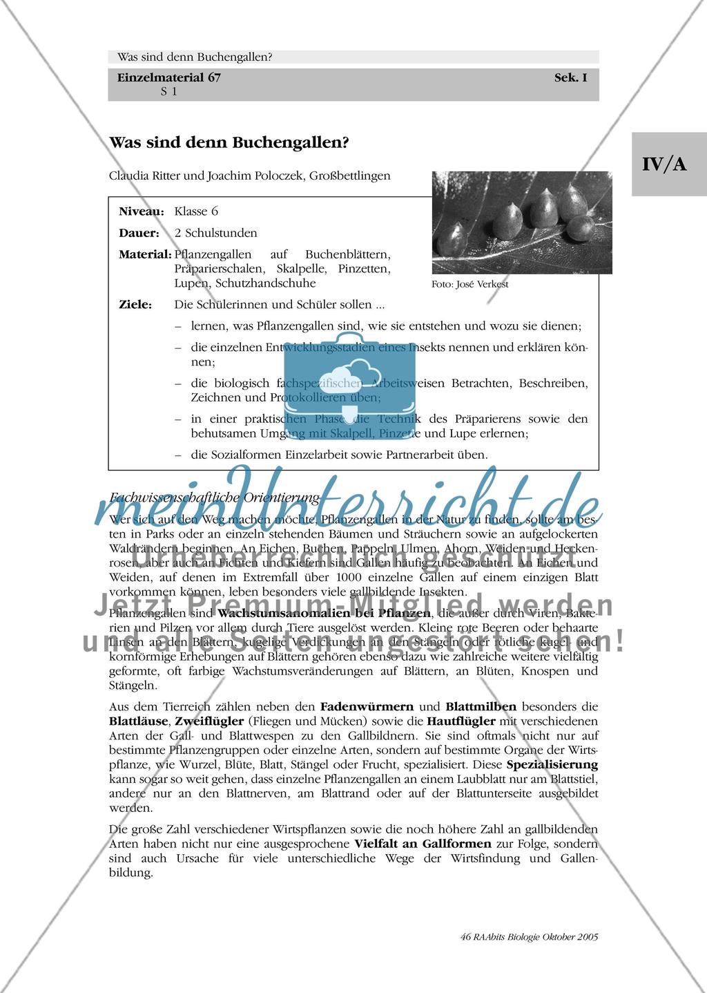 Was sind denn Buchengallen? Preview 1