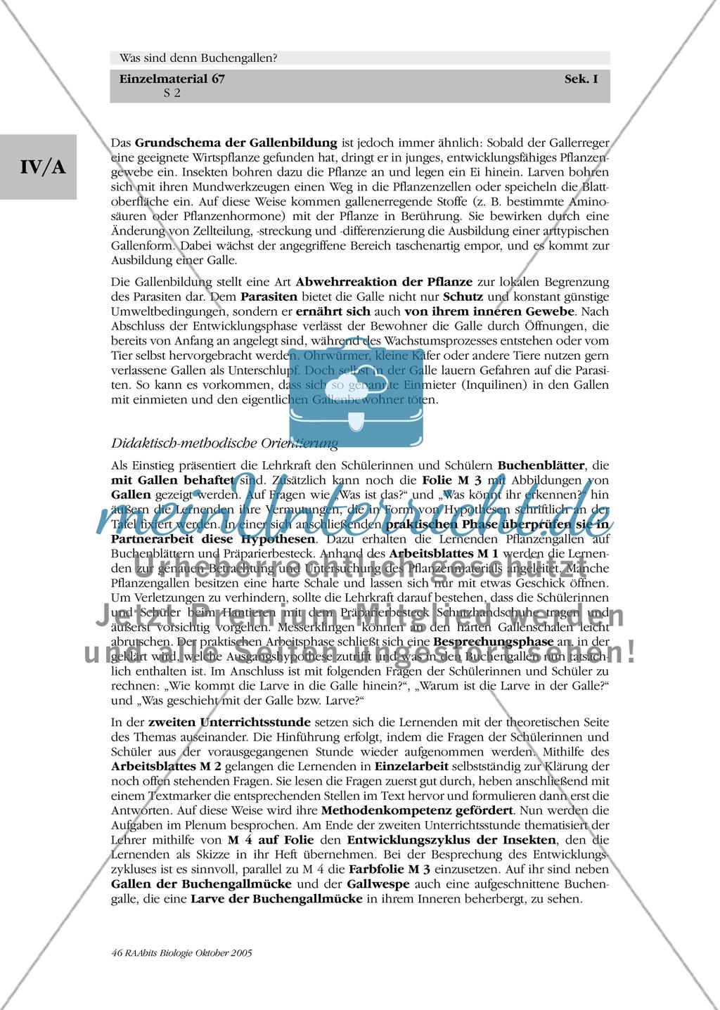 Was sind denn Buchengallen? Preview 2