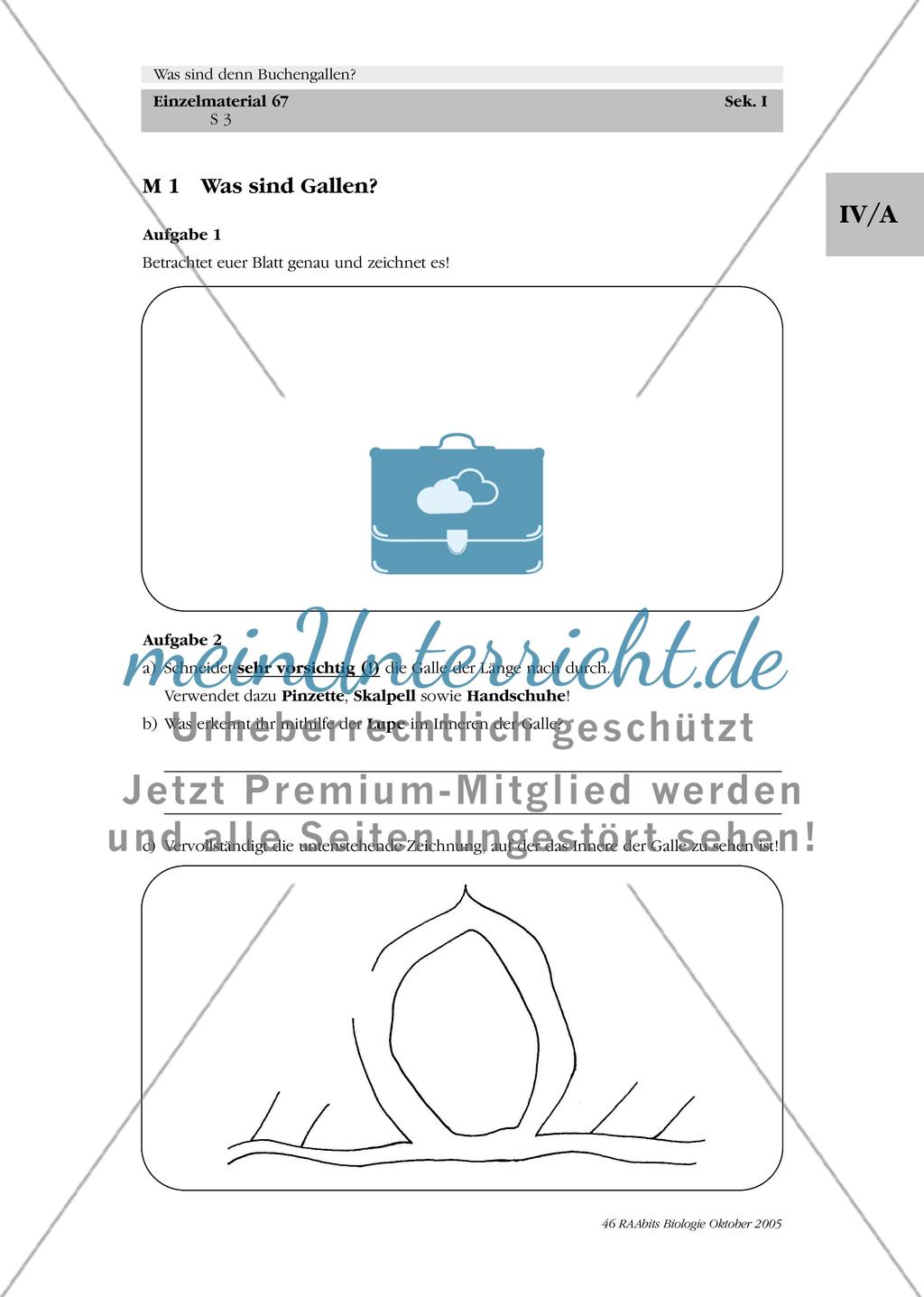 Was sind denn Buchengallen? Preview 3