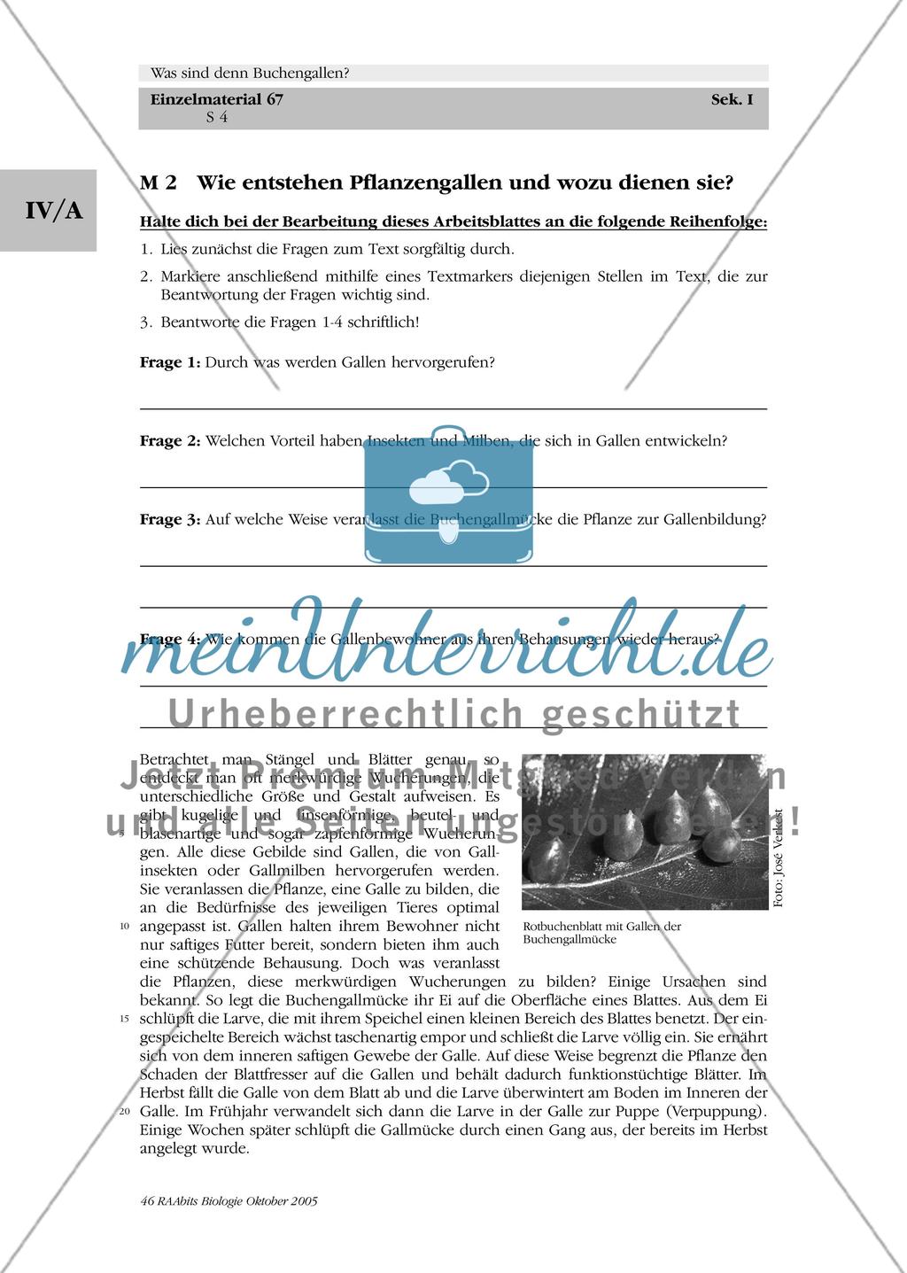 Was sind denn Buchengallen? Preview 4