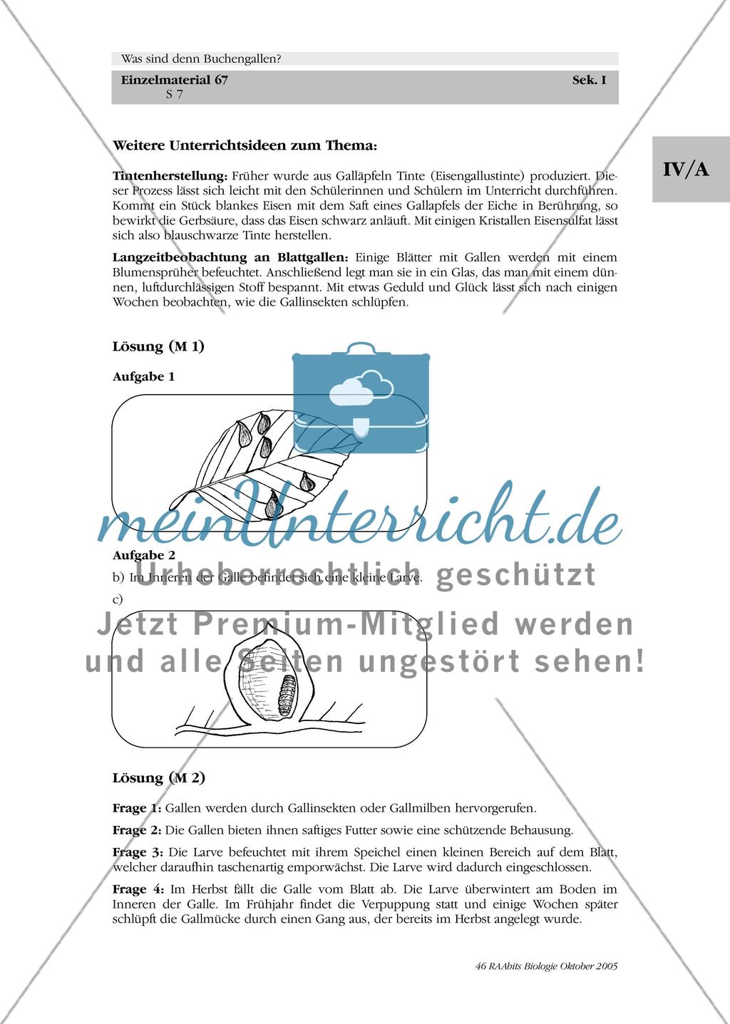 Was sind denn Buchengallen? Preview 7