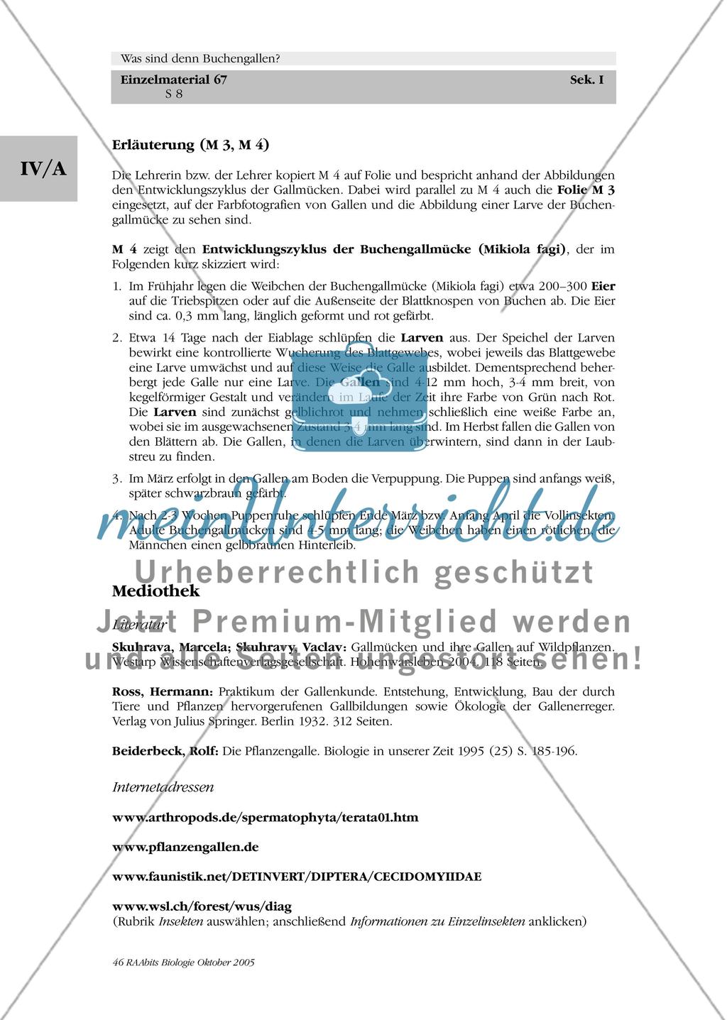 Was sind denn Buchengallen? Preview 8
