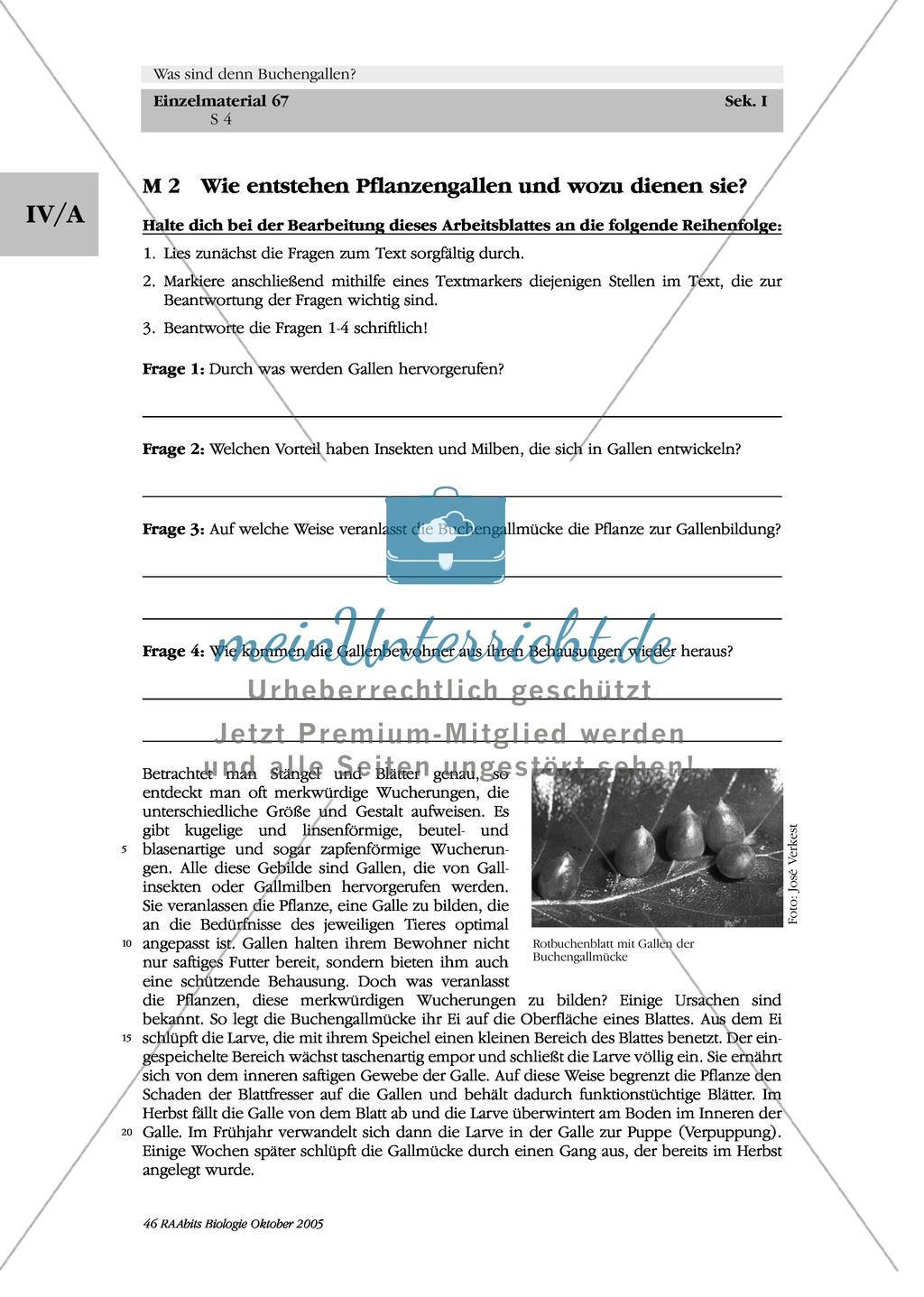 Buchengallen: Gallen + Pflanzengallen - Entstehung + Funktion Preview 2