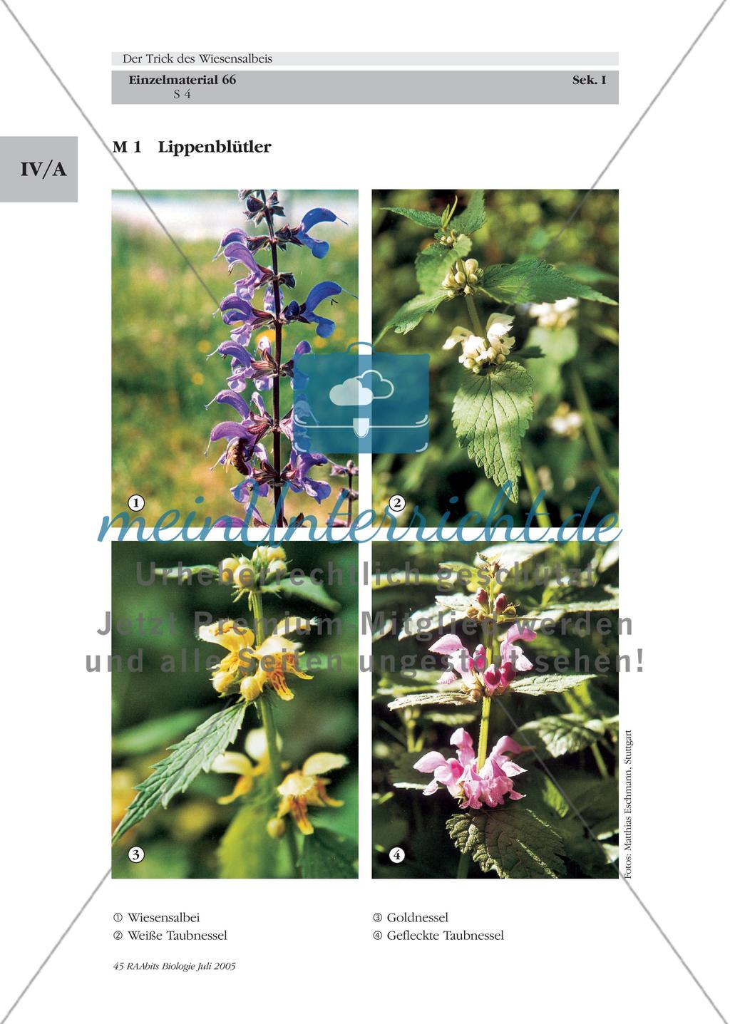 Der Trick des Wiesensalbeis Preview 4