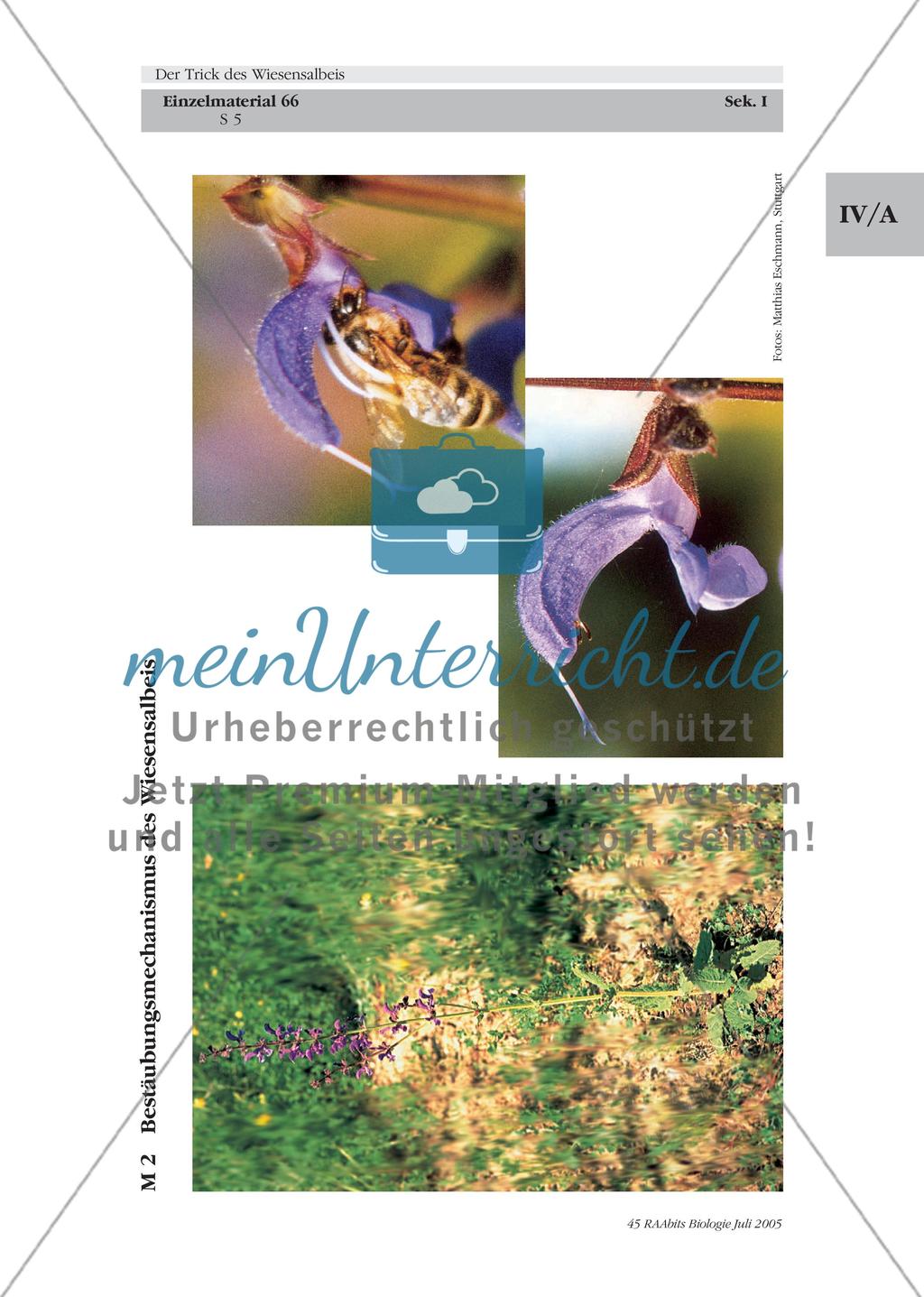 Der Trick des Wiesensalbeis Preview 5
