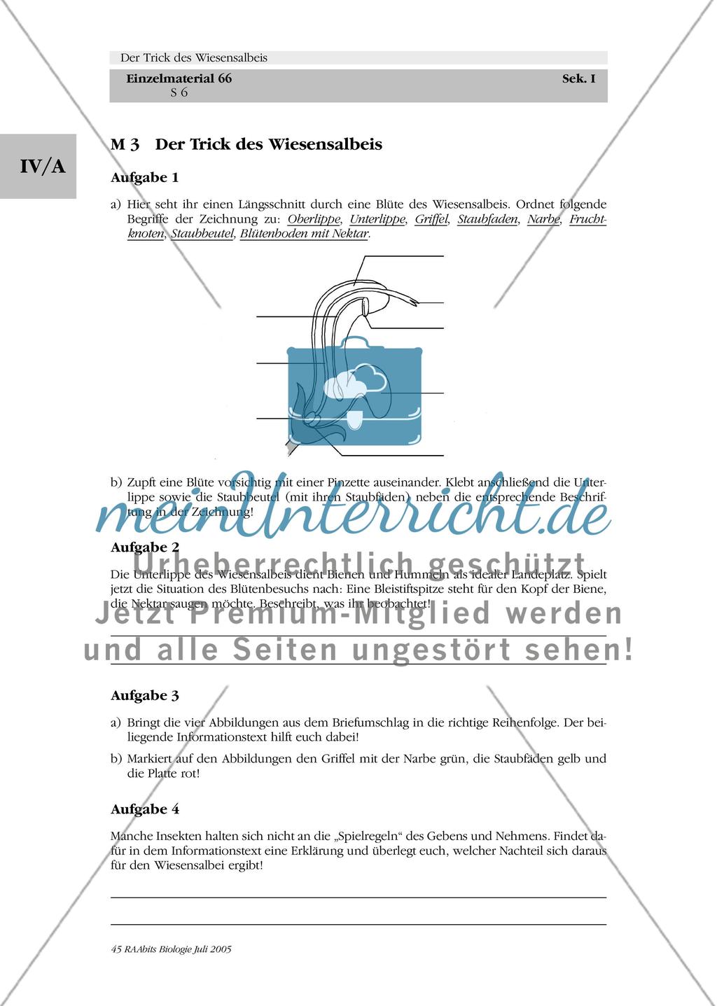 Der Trick des Wiesensalbeis Preview 6