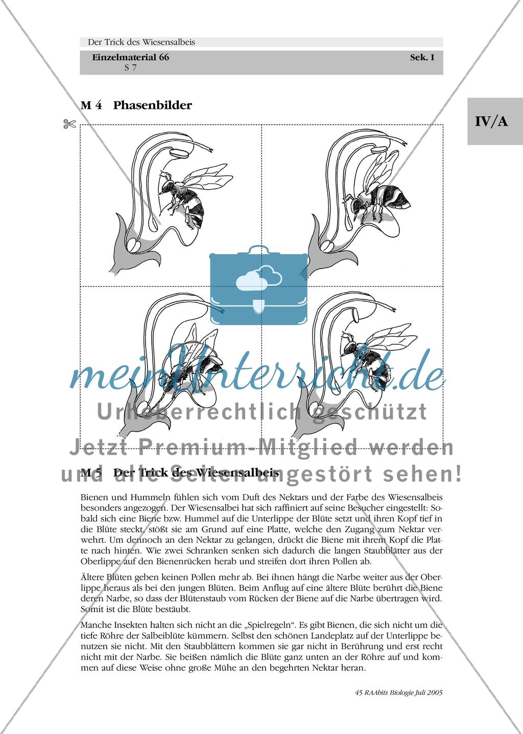 Der Trick des Wiesensalbeis Preview 7