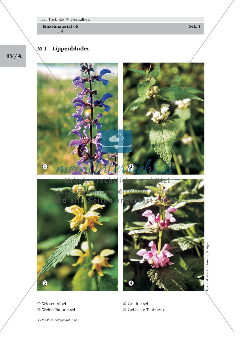 Wiesensalbei - ein Vertreter der Lippenblütler: Lage der Ober- und Unterlippe der Blüte + Bestäubungsmechanismus Preview 2