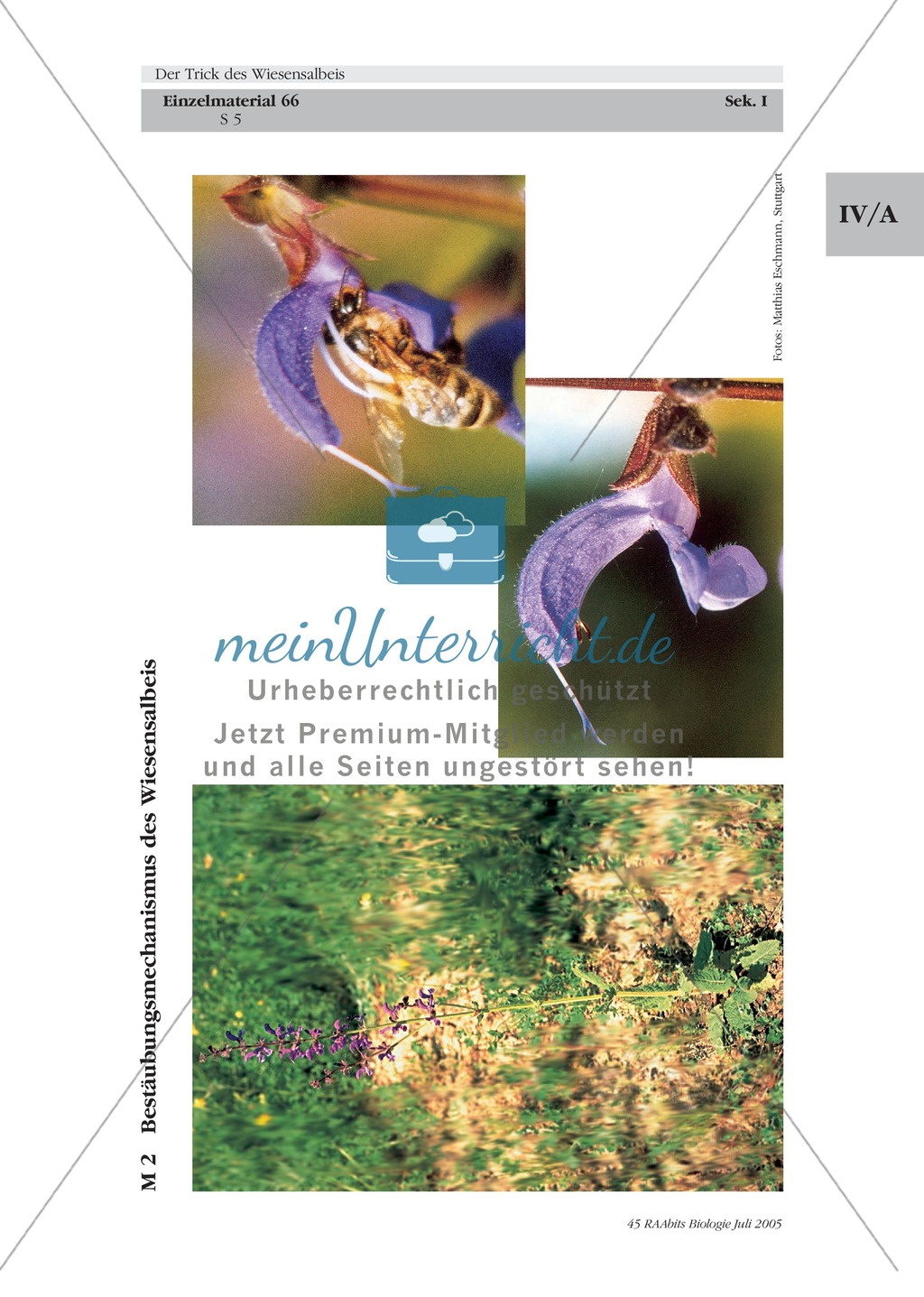 Wiesensalbei - ein Vertreter der Lippenblütler: Lage der Ober- und Unterlippe der Blüte + Bestäubungsmechanismus Preview 4