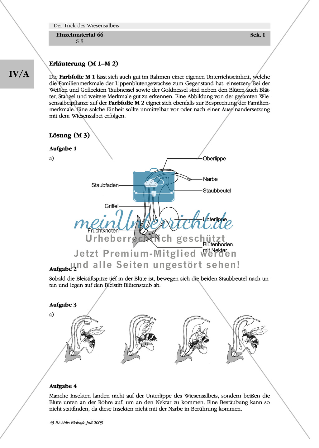Wiesensalbei - ein Vertreter der Lippenblütler: Lage der Ober- und Unterlippe der Blüte + Bestäubungsmechanismus Preview 5