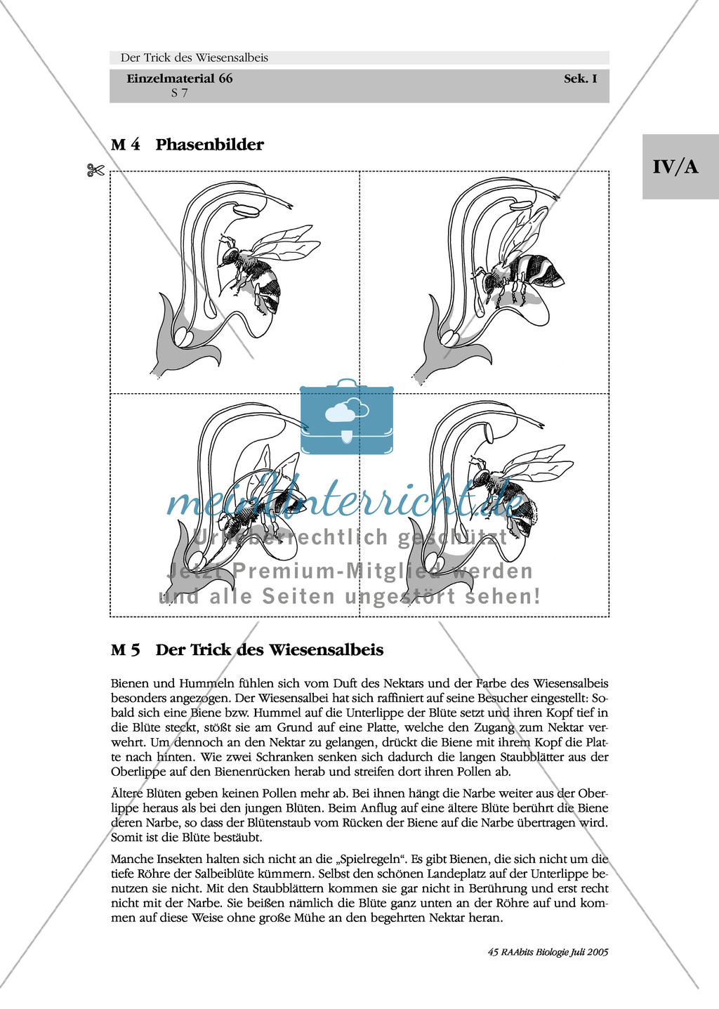 Wiesensalbei - ein Vertreter der Lippenblütler: Morphologie des Wiesensalbeis + Ablauf des Pollenschlagwerks Preview 2