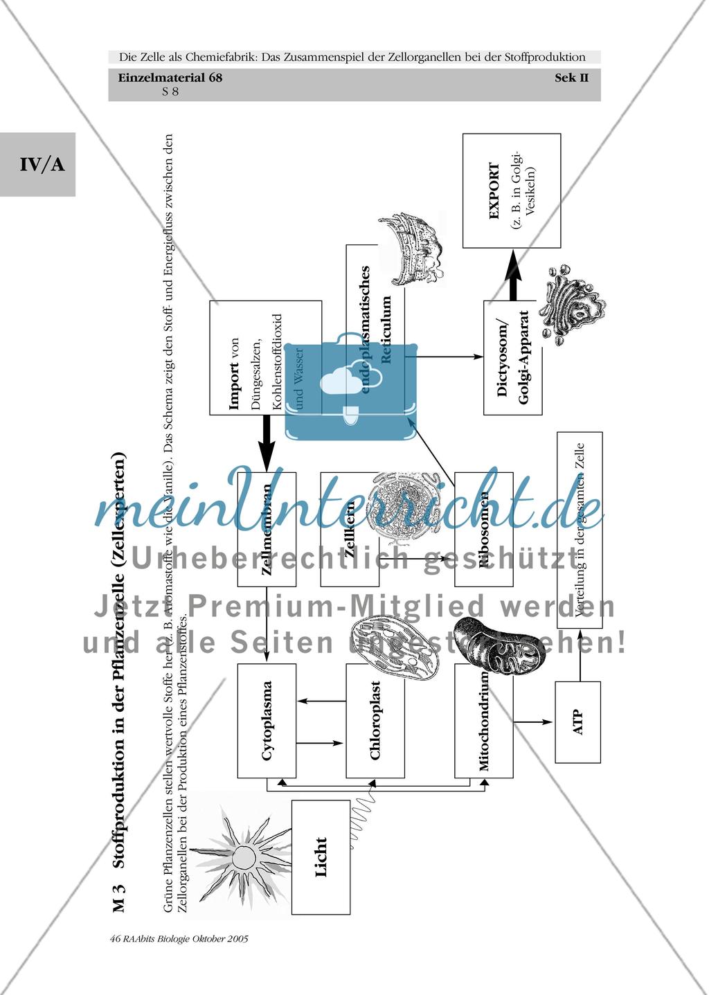 Die Zelle als Chemiefabrik: Das Zusammenspiel der Zellorganellen bei der Stoffproduktion Preview 8