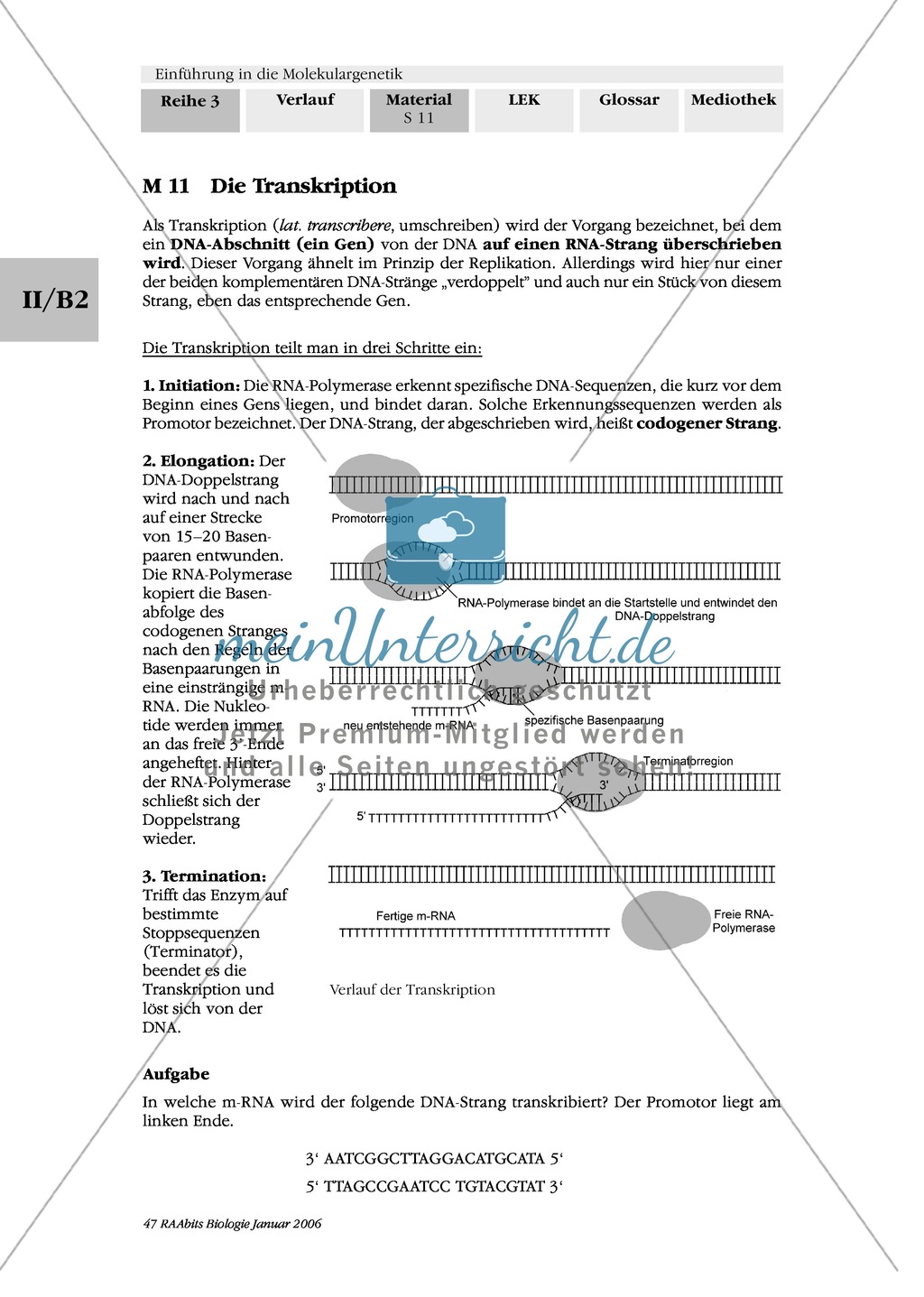 Die Proteinbiosynthese - RNA, genetischer Code, Transkription und Translation Preview 3
