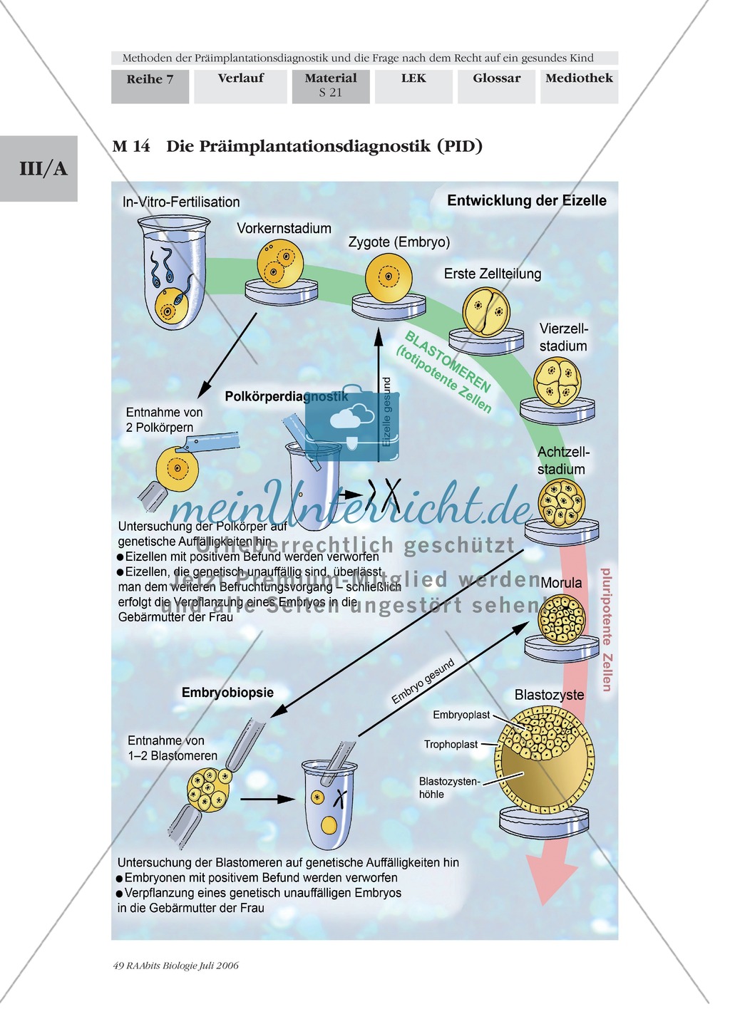 Text zur Entwicklung der befruchteten Eizelle und Gruppenpuzzle zur Präimplantationsdiagnostik und Pränataldiagnostik Preview 11