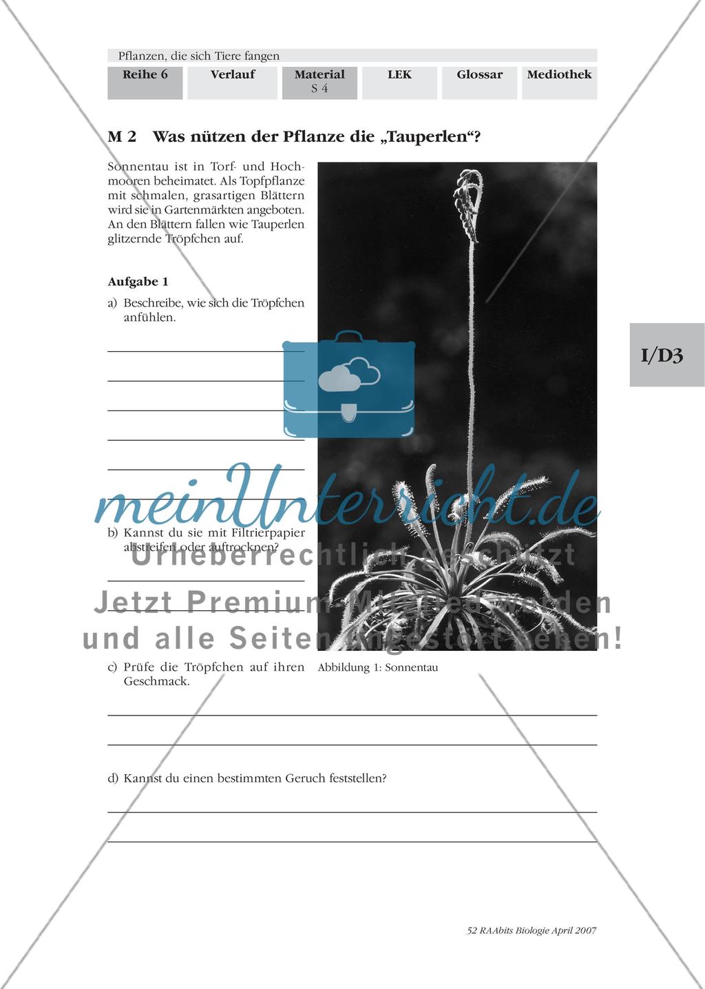 Sonnentau, ein Mückenfänger Preview 1