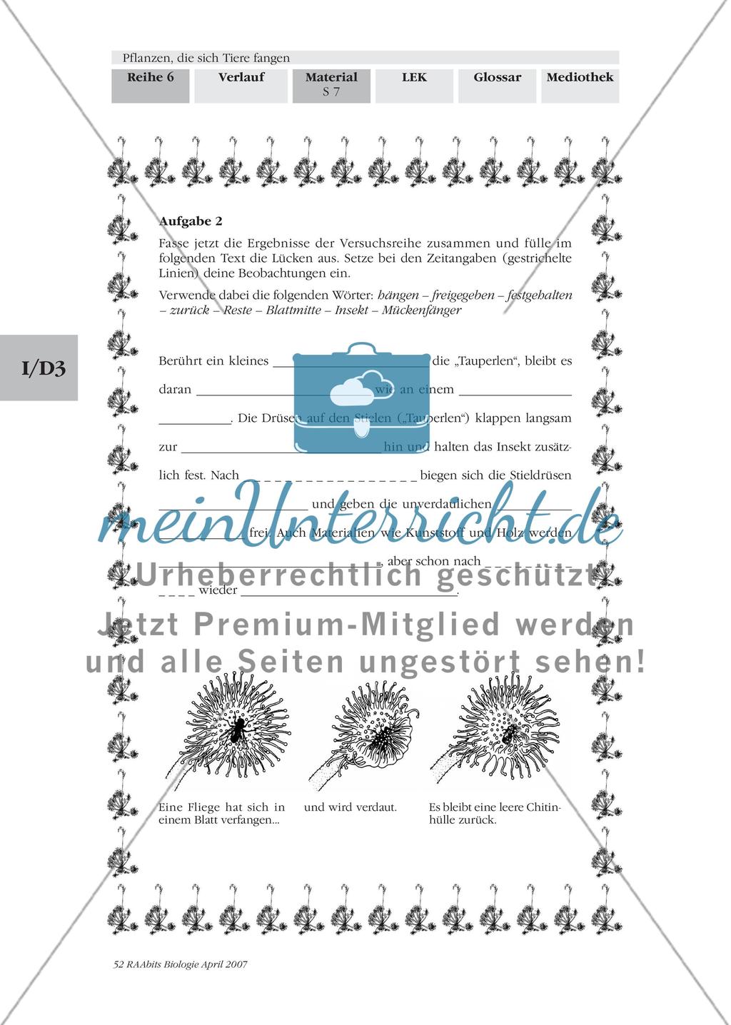 Sonnentau, ein Mückenfänger Preview 4