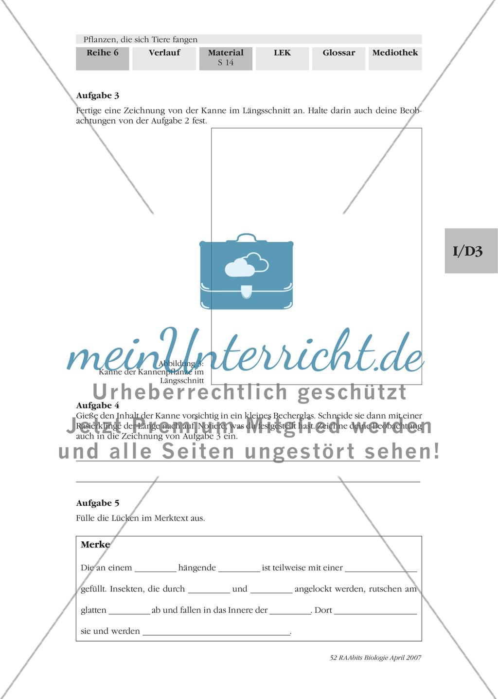 Eine Pflanze lockt Tiere in eine Kesselfalle Preview 2