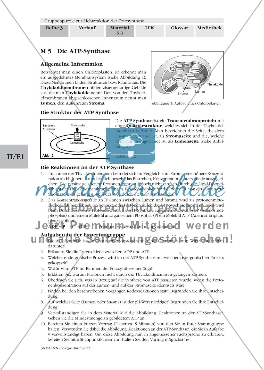 Gruppenpuzzle zur Lichtreaktion der Fotosynthese Preview 10
