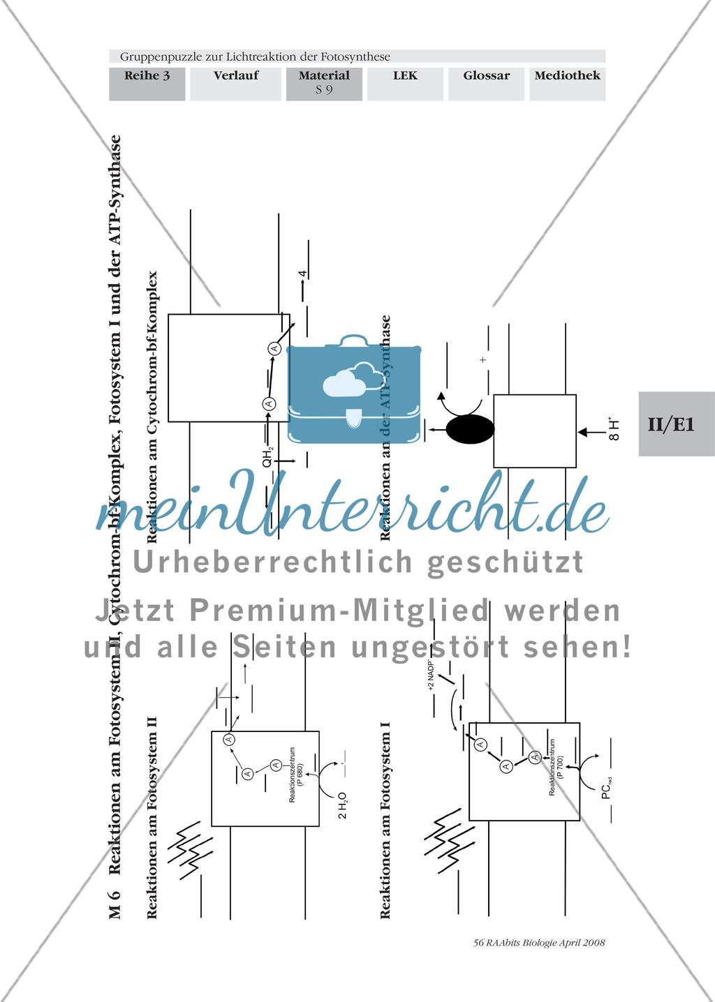Gruppenpuzzle zur Lichtreaktion der Fotosynthese Preview 11